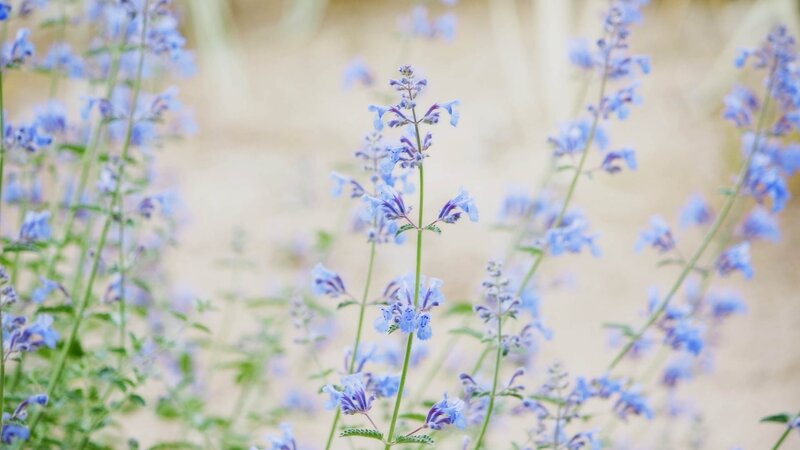 blue wildflowers in a field