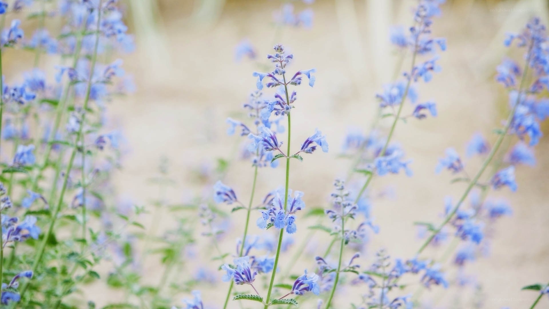 blue wildflowers in a field