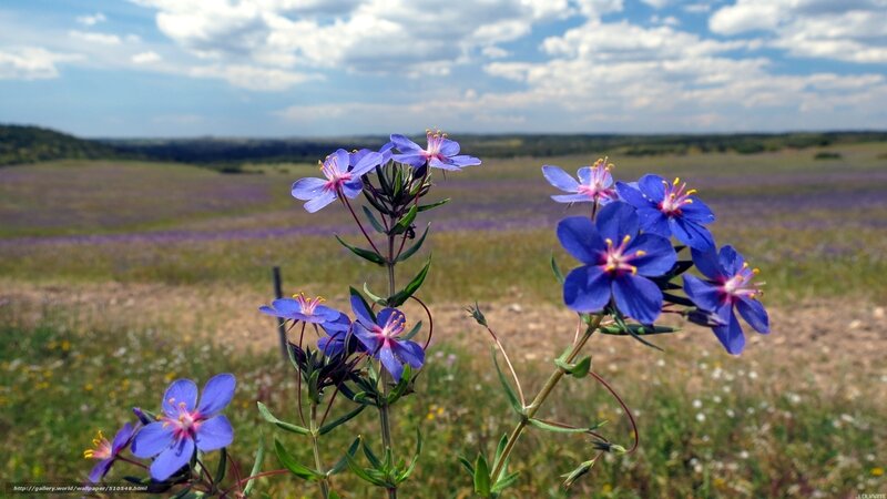 Blue wildflowers in a field