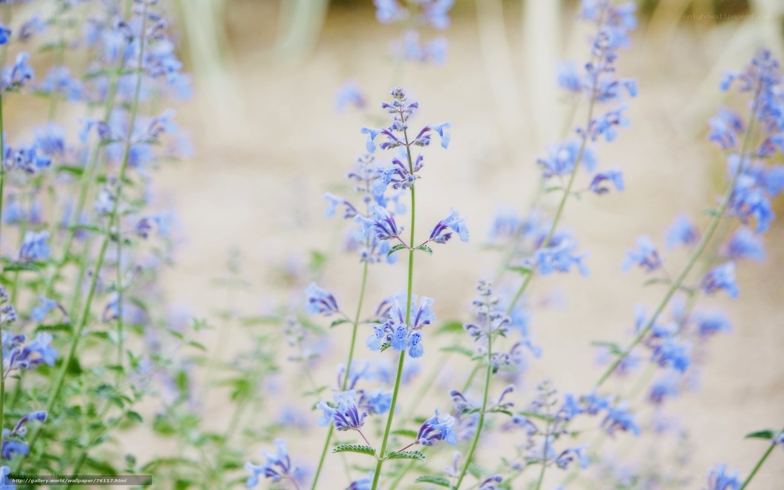 Blue wildflowers in a field