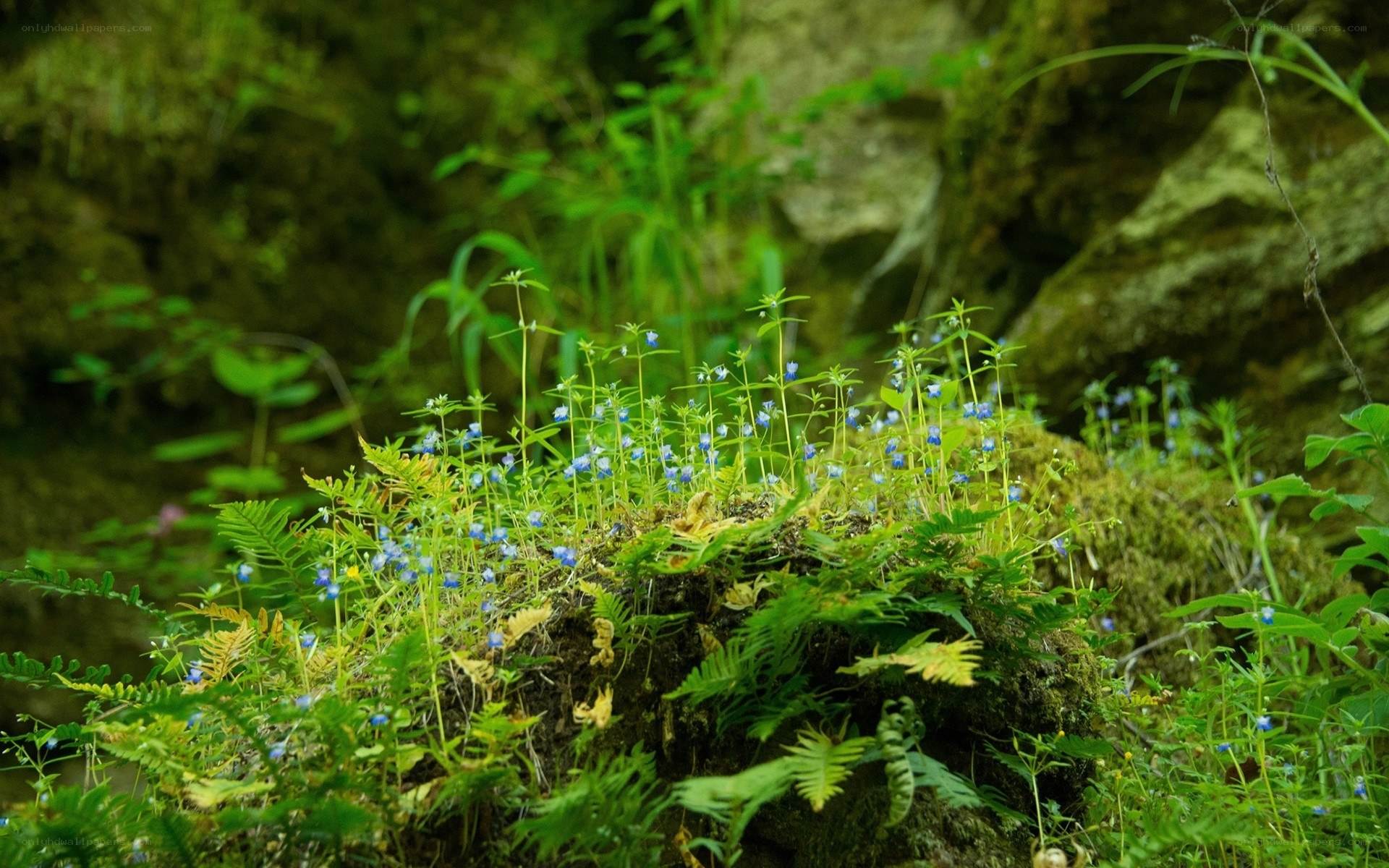 Blue wildflowers in a forest