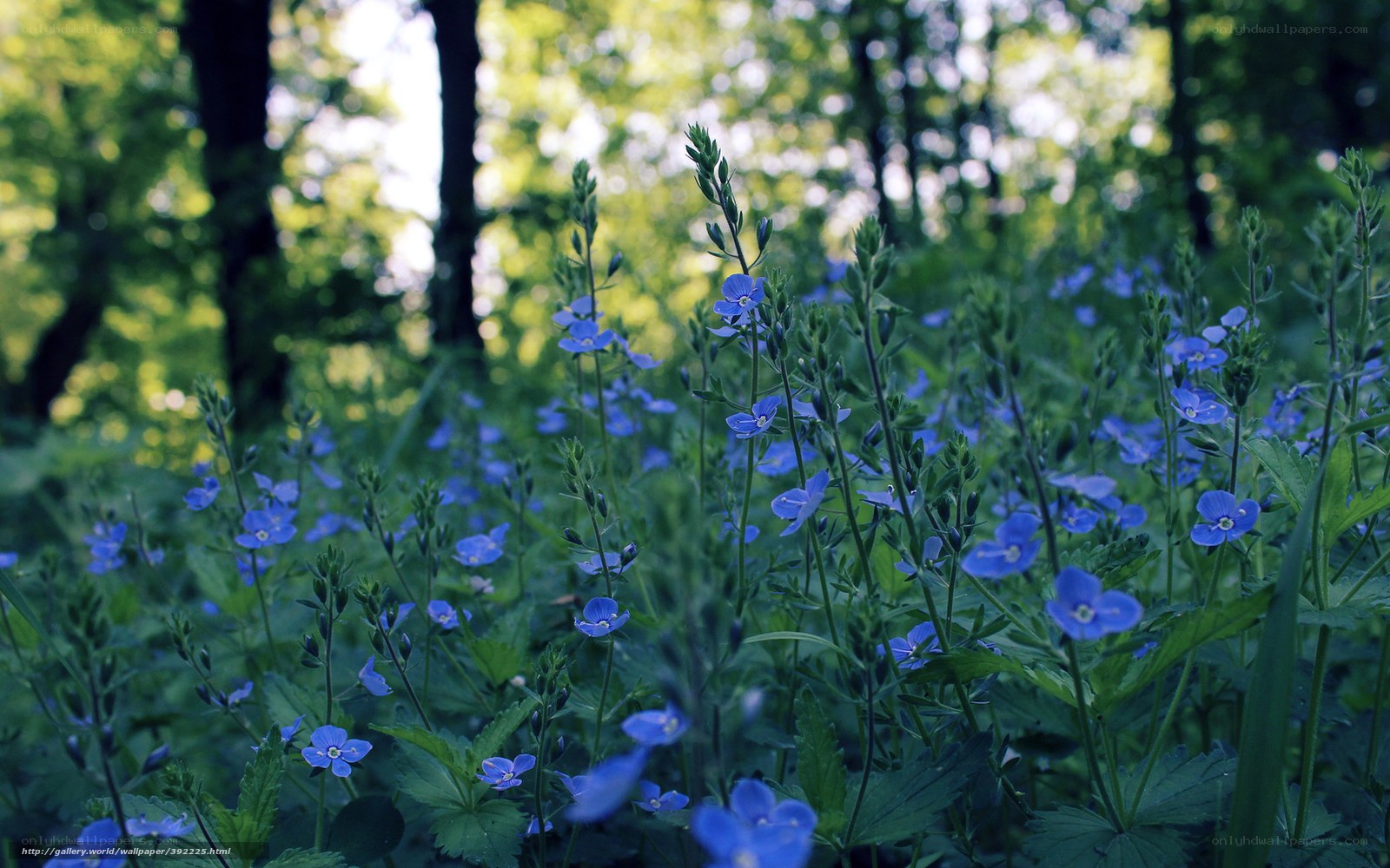 Blue wildflowers in a forest
