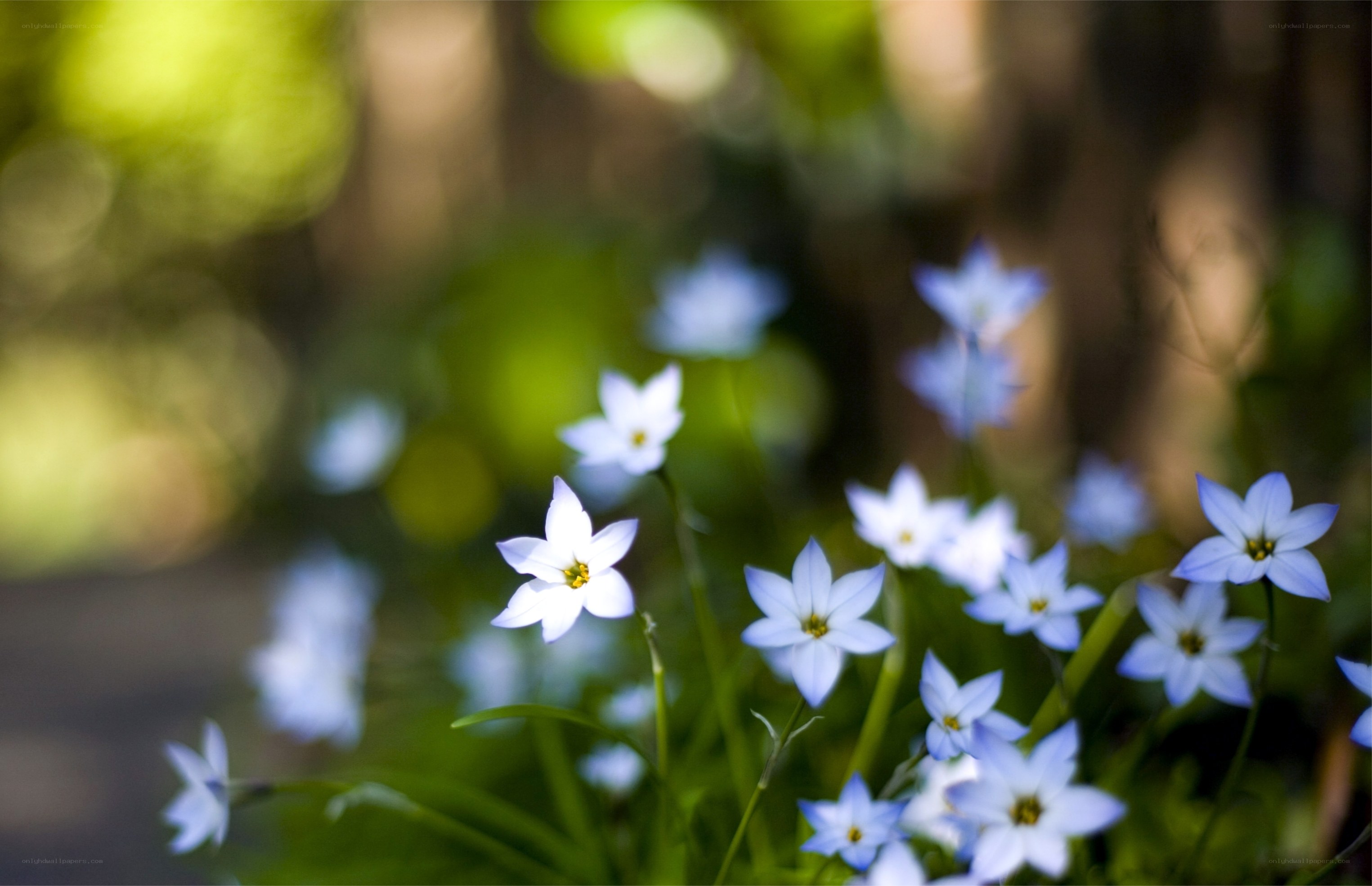 Blue wildflowers in a forest