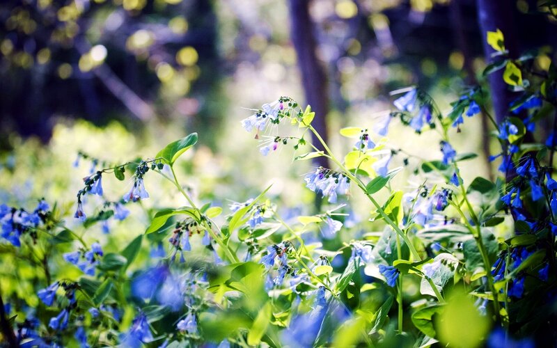 Blue wildflowers in a sunlit forest