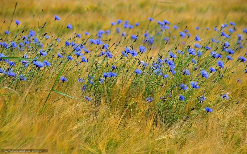 Blue wildflowers in a wheat field