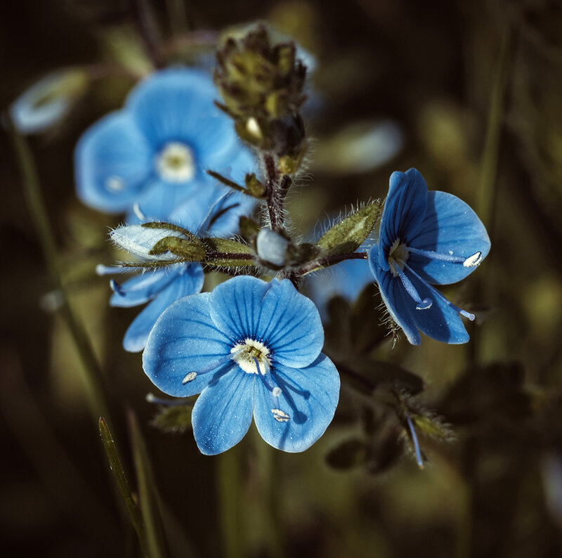 Blue Wildflowers in Bloom — Natural