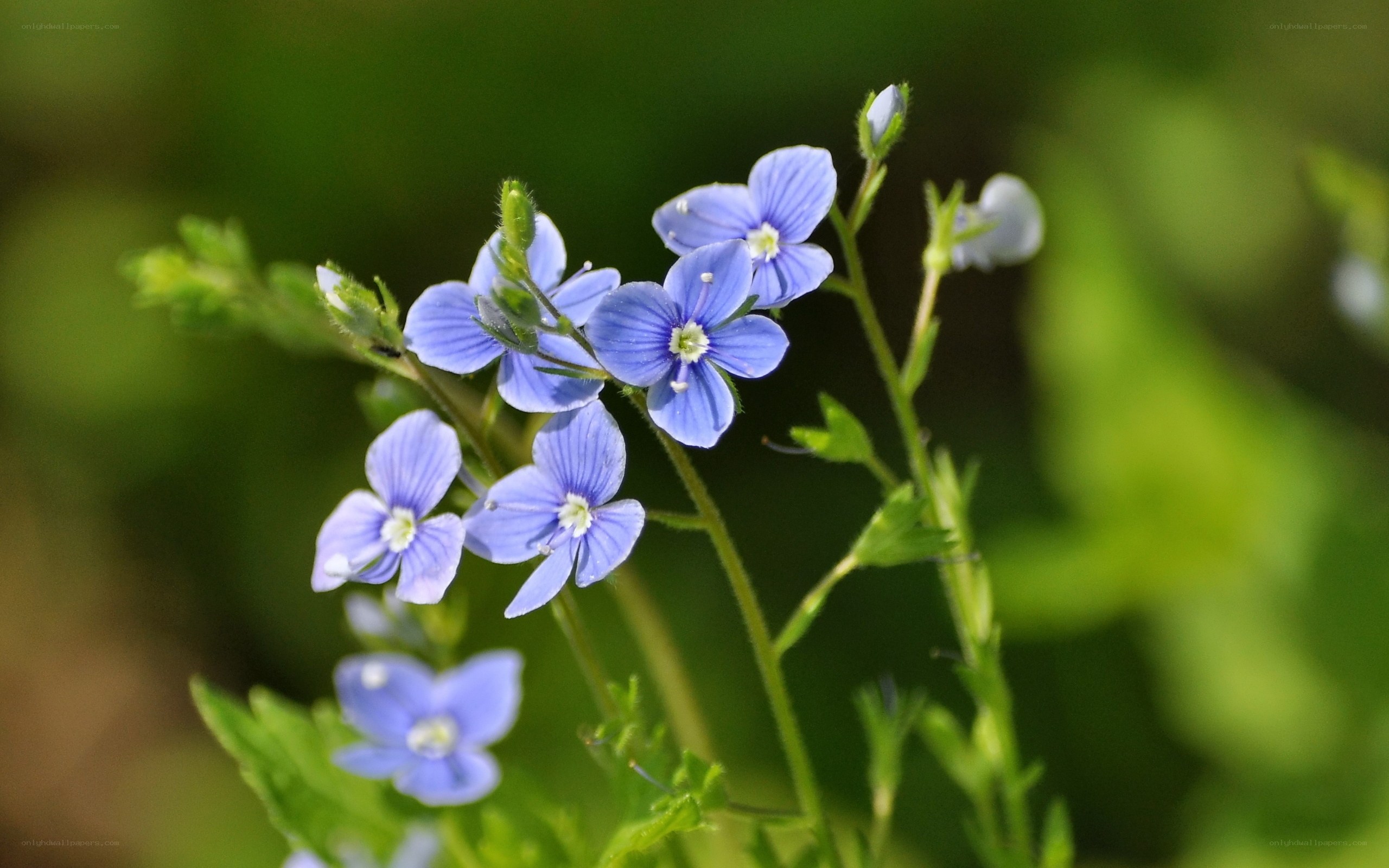 blue wildflowers in bloom