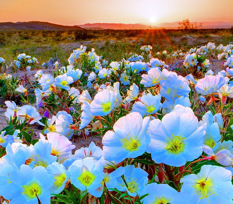 Blue Wildflowers in Desert