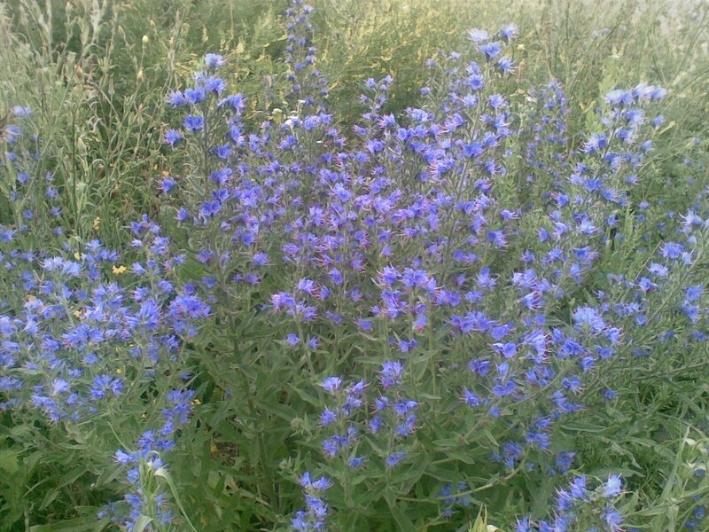 Blue Wildflowers in Field — Calm, Summer