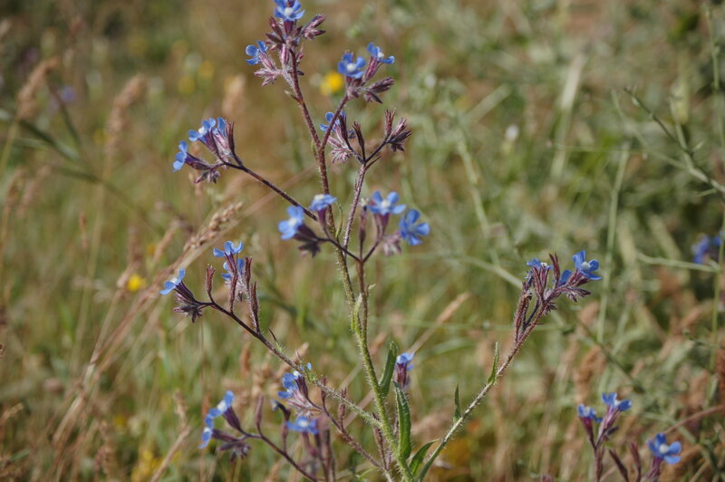 Blue Wildflowers in Field — Calm