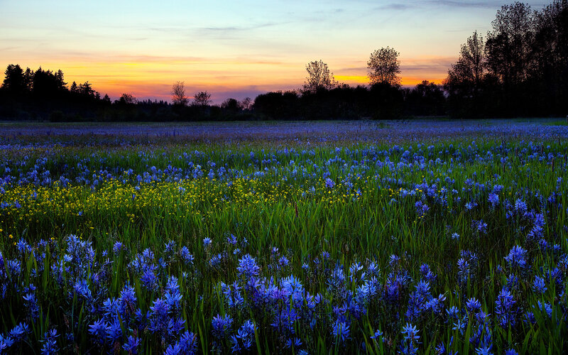 Blue Wildflowers in Field — Purple