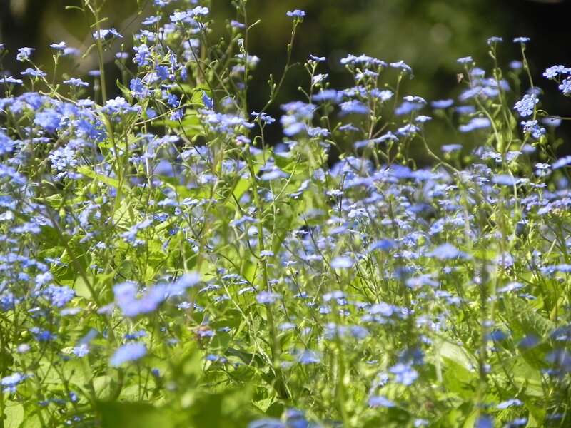 Blue Wildflowers in Field — Serene, Afternoon, Photograph, Green Leaves, Sunlight