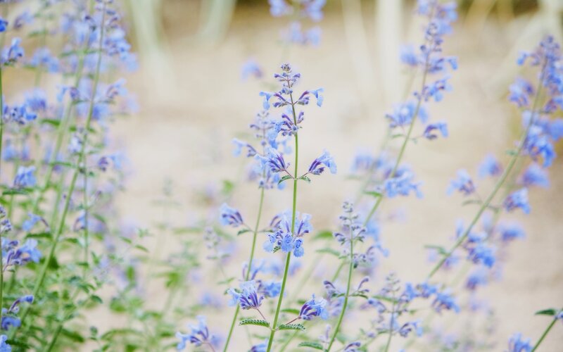 Blue Wildflowers in Field — Serene, Afternoon
