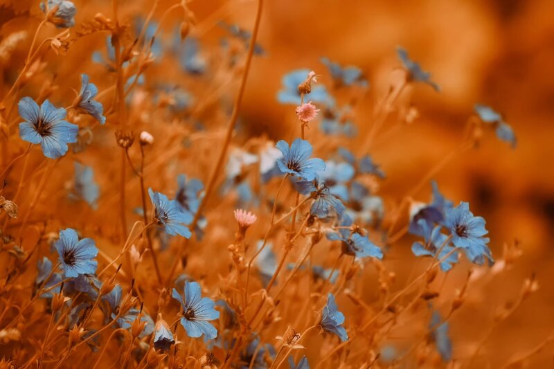 Blue Wildflowers in Field — Serene, Autumn