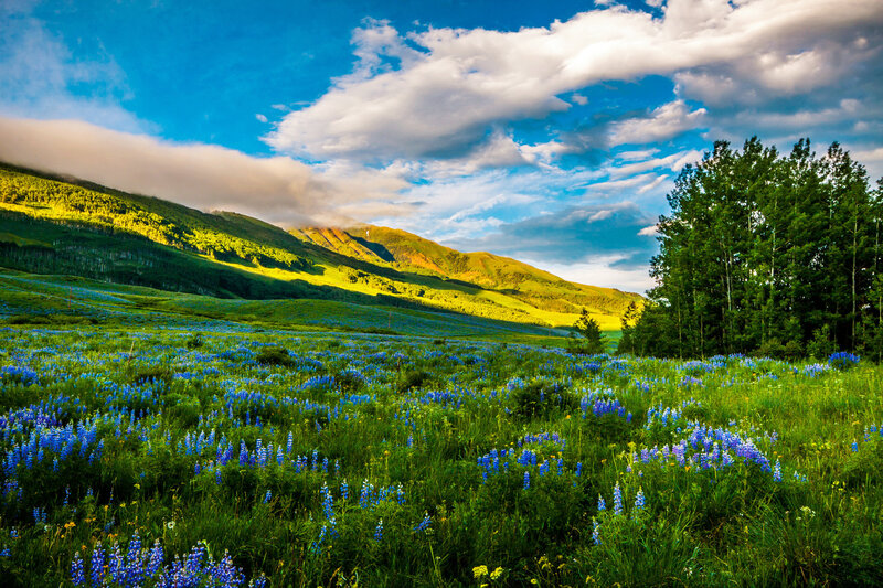 Blue Wildflowers in Field — Serene, Morning