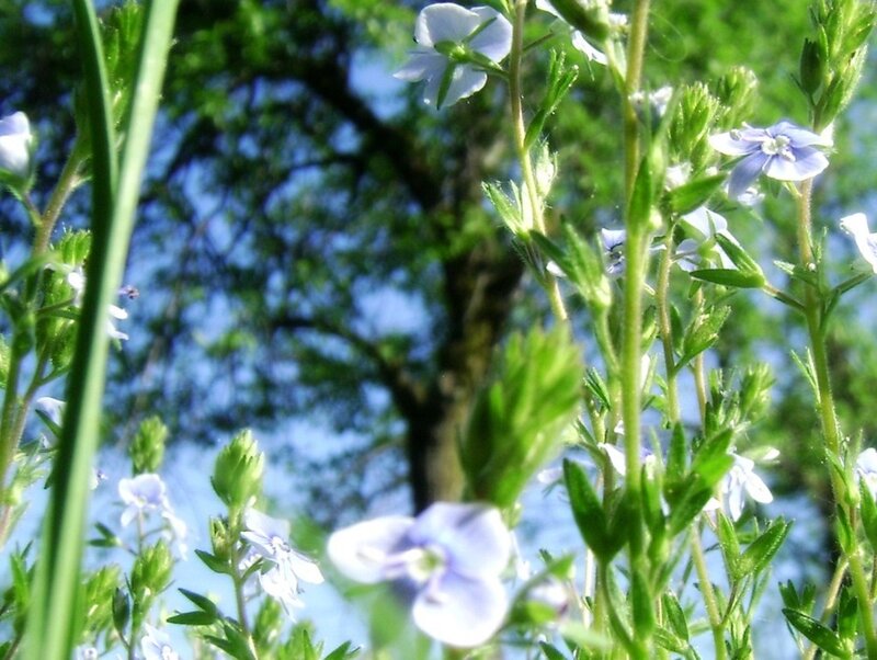 Blue Wildflowers in Field — Serene, Spring, Photograph, Green Leaves