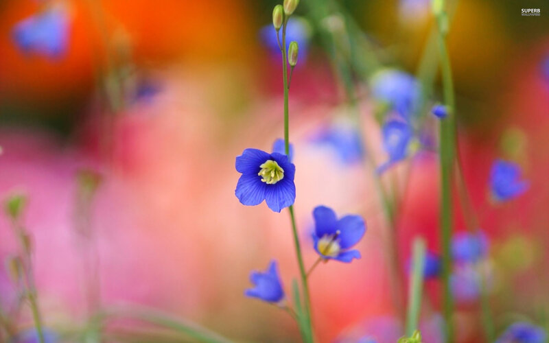 Blue Wildflowers in Field — Serene, Spring, Photograph