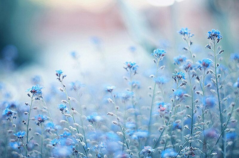 Blue Wildflowers in Field — Serene, Spring