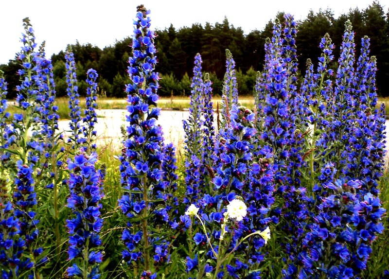 Blue Wildflowers in Field — Serene, Summer