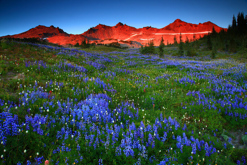 Blue Wildflowers in Field — Serene, Sunrise, Photograph