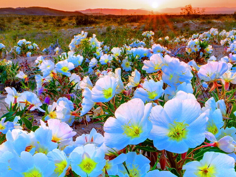 Blue Wildflowers in Field — Serene, Sunrise