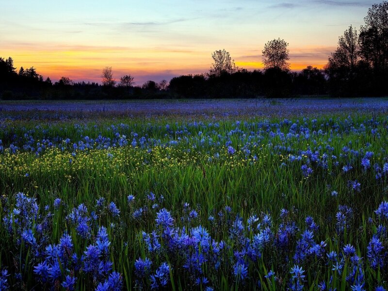 Blue Wildflowers in Field — Serene, Sunset, Photograph, Trees, Sky