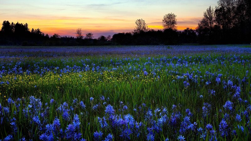 Blue Wildflowers in Field — Serene, Sunset