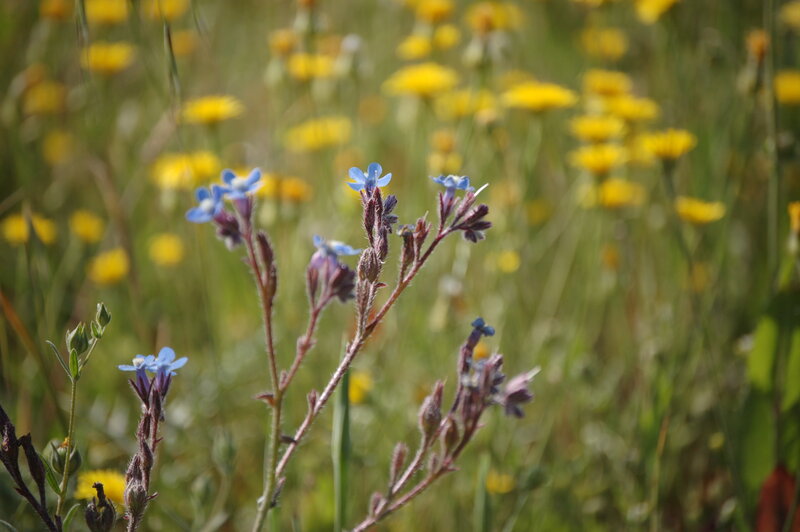 Blue Wildflowers in Field — Serene
