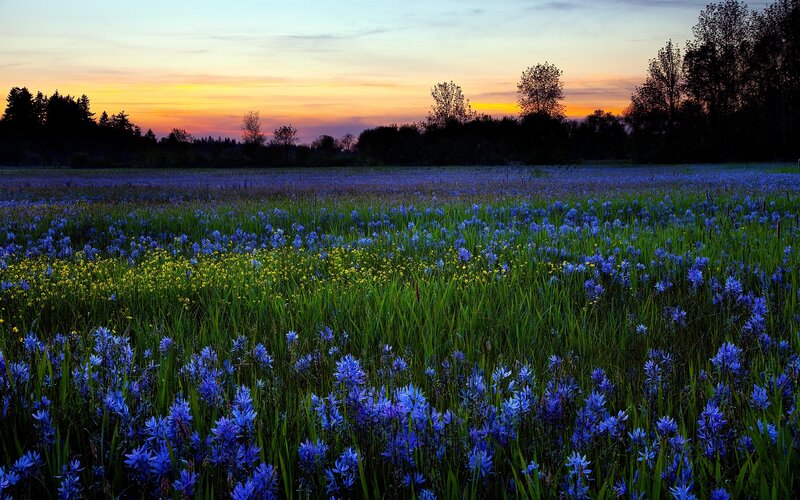 Blue Wildflowers in Field