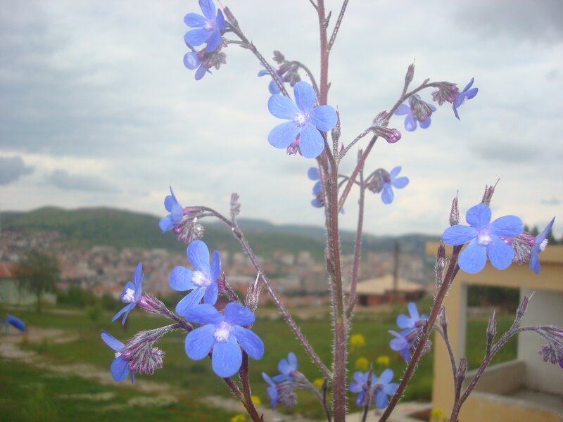 Blue Wildflowers in Focus