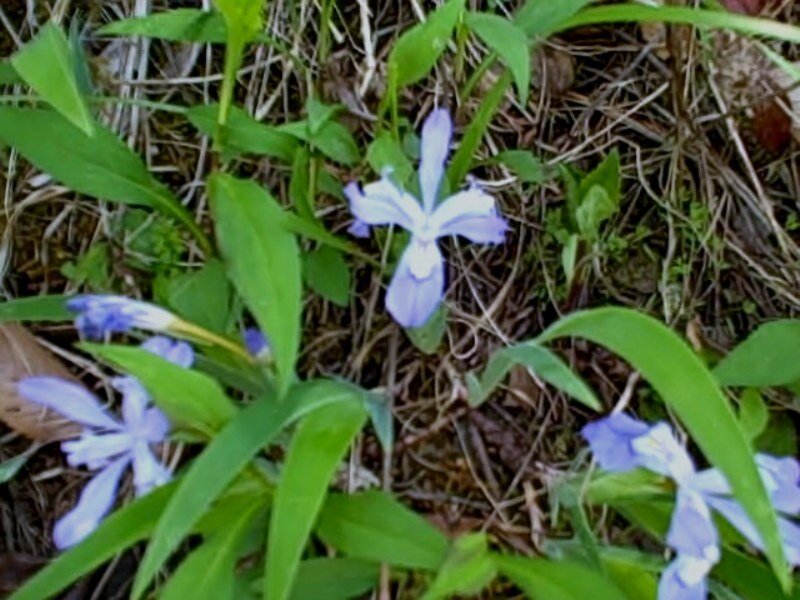 blue wildflowers in forest
