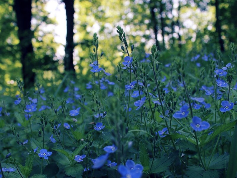 Blue Wildflowers in Forest — Serene, Afternoon