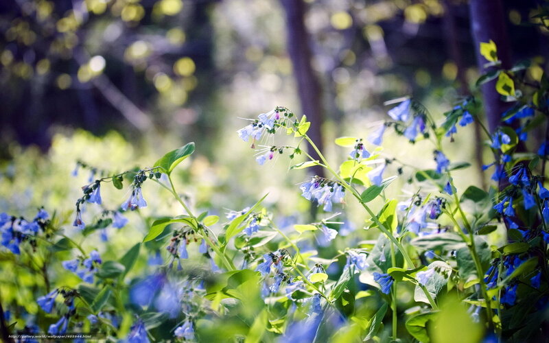 Blue Wildflowers in Forest — Serene, Morning