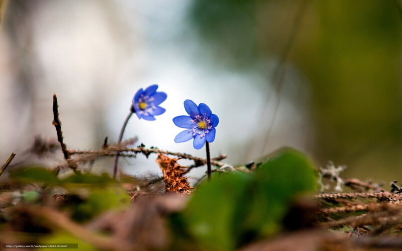 Blue Wildflowers in Forest — Serene, Spring, Photograph, Green Leaves