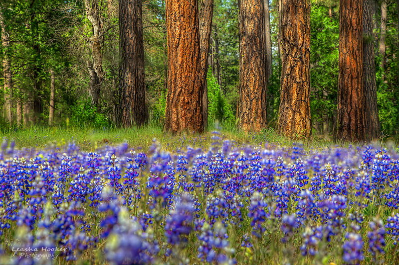 Blue Wildflowers in Forest — Serene, Spring, Photograph
