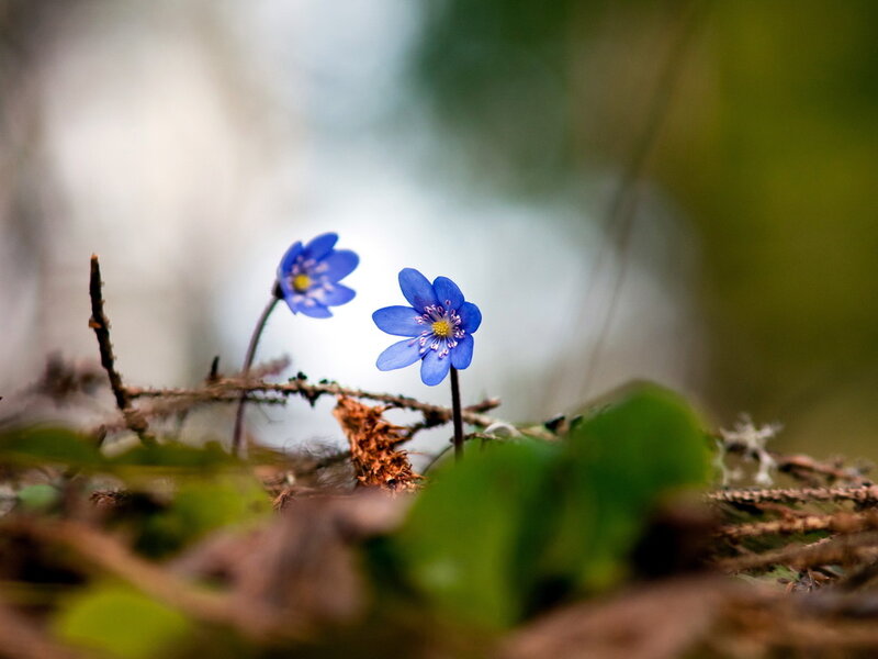Blue Wildflowers in Forest — Serene, Spring