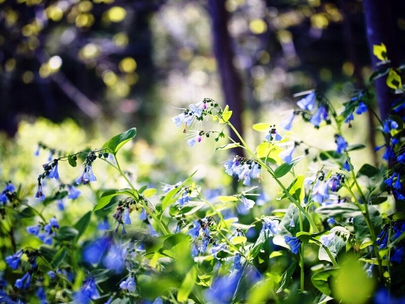 Blue Wildflowers in Forest — Serene