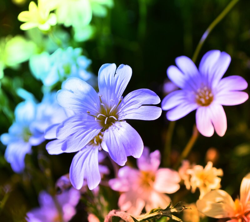 Blue Wildflowers in Garden