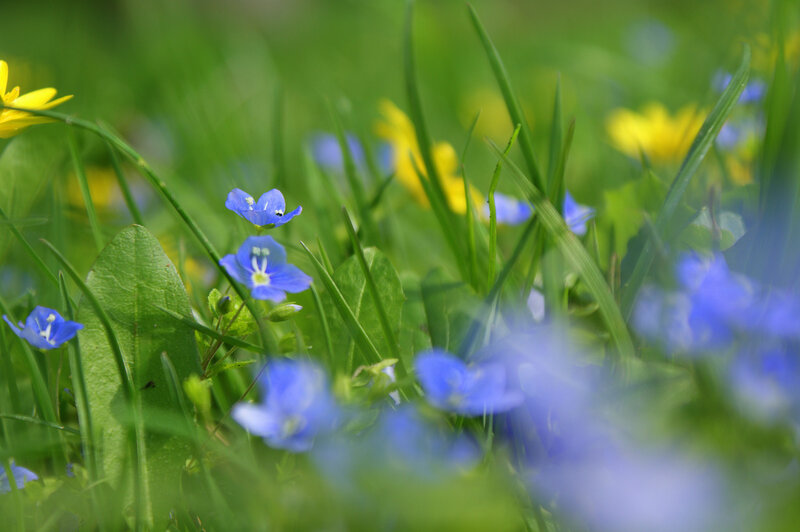 Blue Wildflowers in Grass — Green, Serene