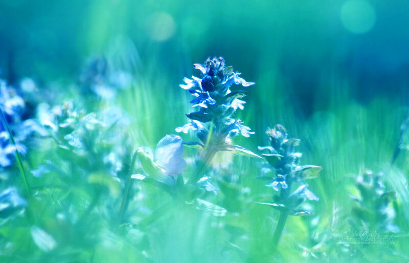 Blue Wildflowers in Grass — Green