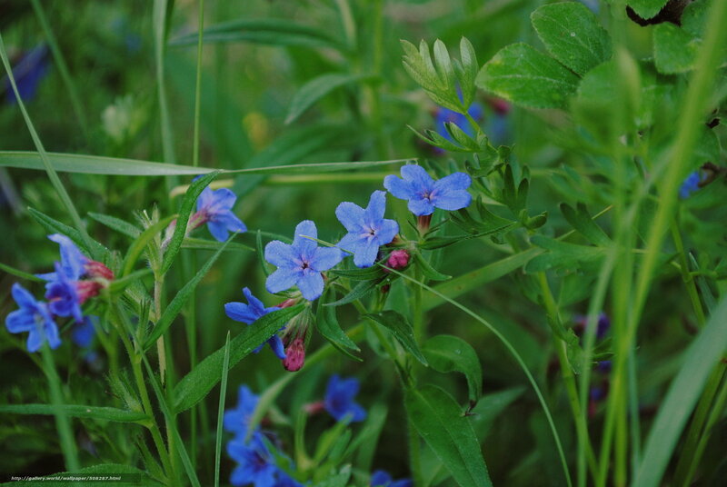 Blue Wildflowers in Grass — Natural, Spring