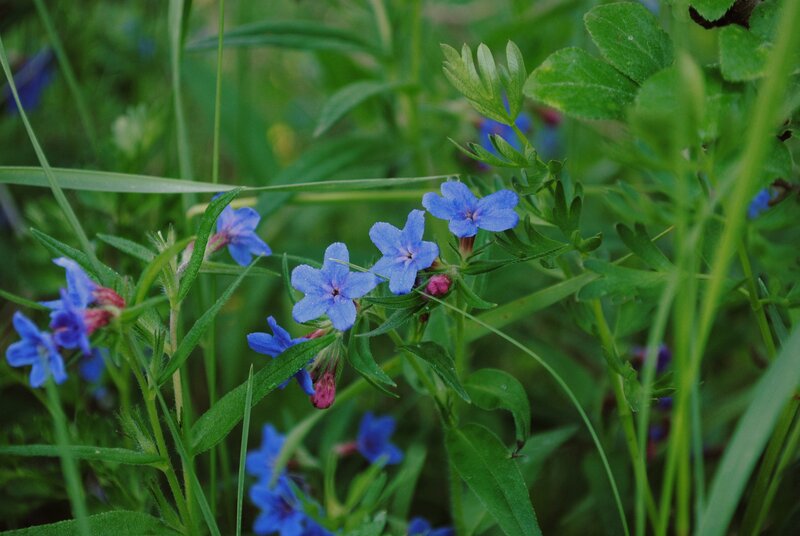 Blue Wildflowers in Grass — Natural