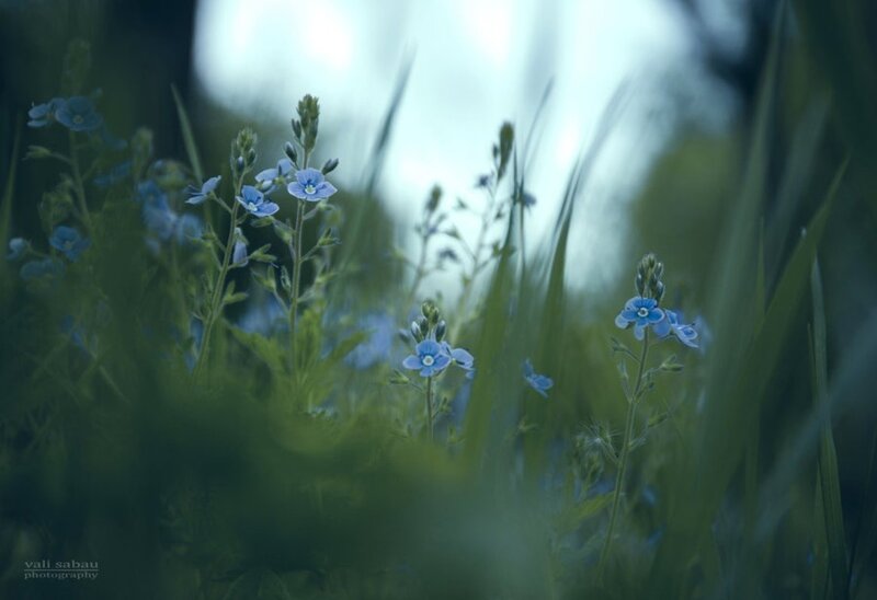Blue Wildflowers in Grass — Serene, Morning
