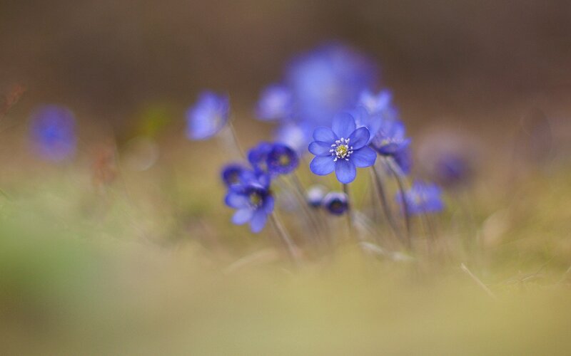 Blue Wildflowers in Grass — Serene, Spring, Photograph
