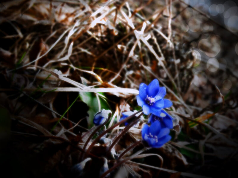 Blue Wildflowers in Grass — Serene