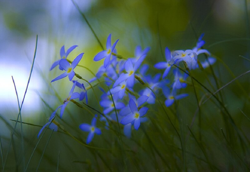Blue Wildflowers in Grass