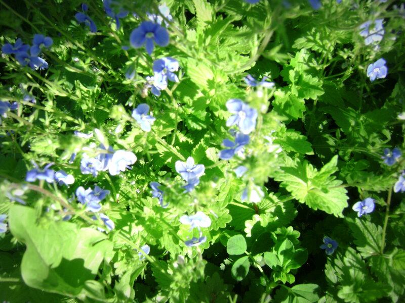 Blue Wildflowers in Green Foliage