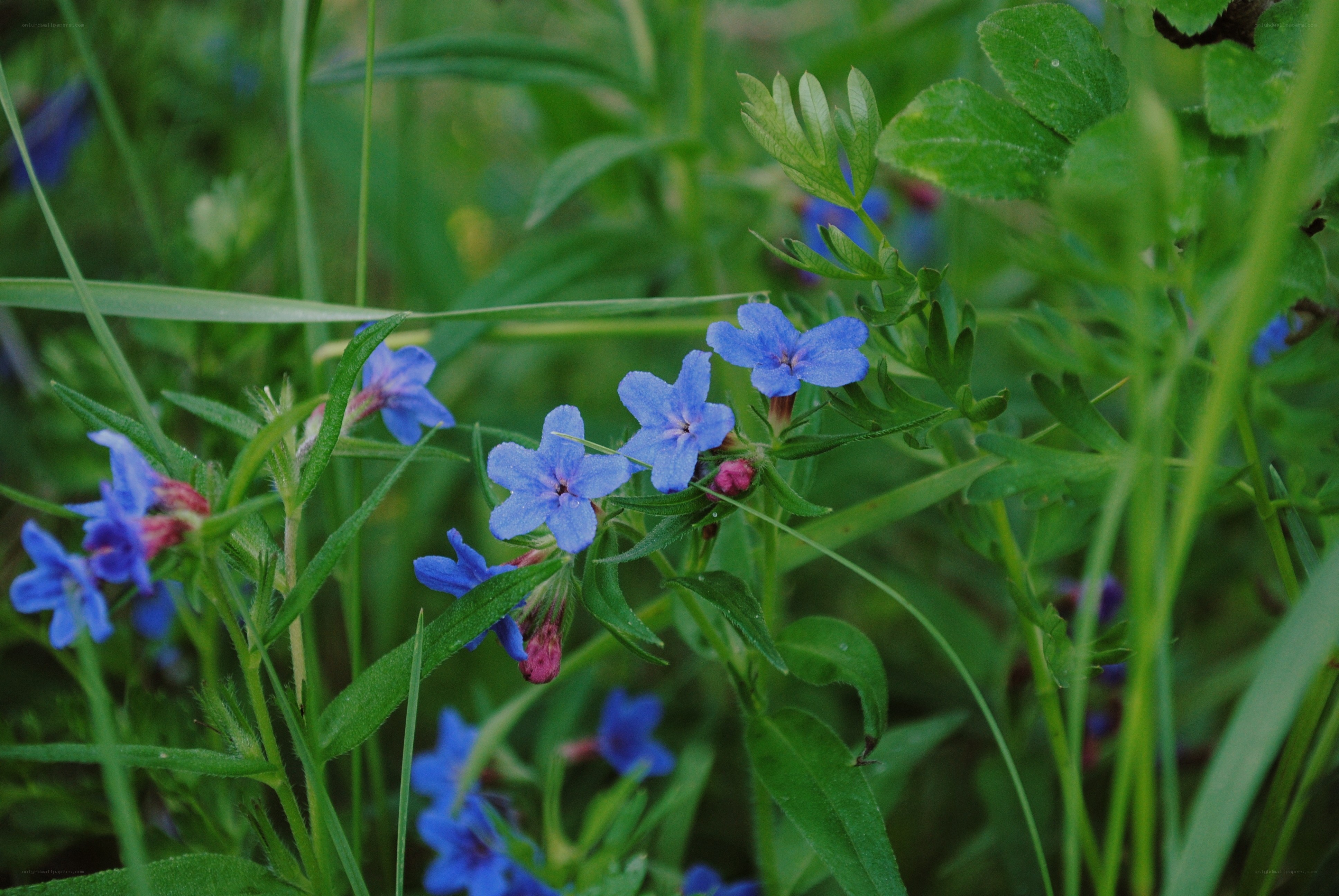 blue wildflowers in green grass