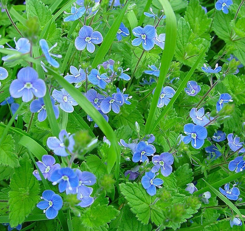 Blue wildflowers in green grass
