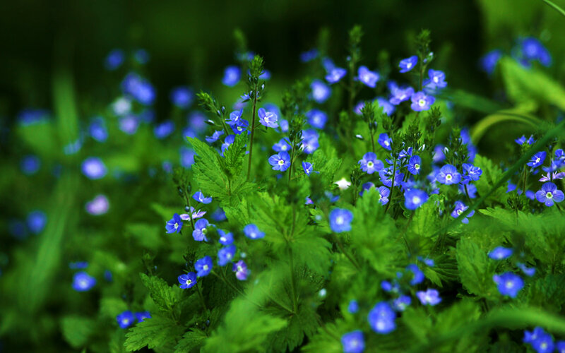 Blue Wildflowers in Green Grass — Serene